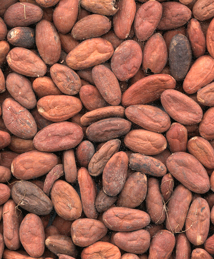 Raw Unpeeled Peruvian Cacao Beans 5 lb.